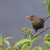 Drozd bury - Chiguanco Thrush