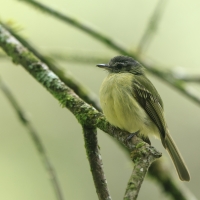 Oliwiak jasnogardły - Yellow-olive Flycatcher