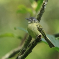 Oliwiak jasnogardły - Yellow-olive Flycatcher