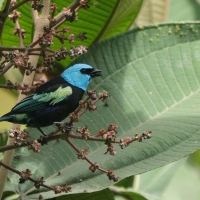 Tangarka niebieskoszyja - Blue-necked Tanager