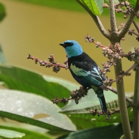 Tangarka niebieskoszyja - Blue-necked Tanager