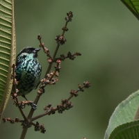 Tangarka berylowa - Beryl-spangled Tanager