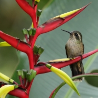 Płowik, Adelomyia melanogenys, Speckled Hummingbird
