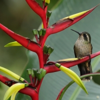 Płowik - Speckled Hummingbird