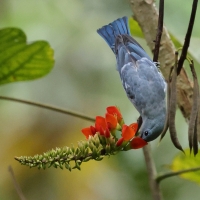 Tangarka niebieska - Blue-grey Tanager