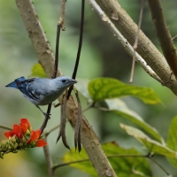 Tangarka niebieska - Blue-grey Tanager