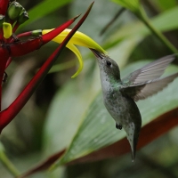 Szafirek zielonosterny - Green-and-white Hummingbird
