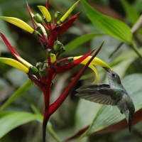 Szafirek zielonosterny - Green-and-white Hummingbird