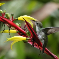 Szafirek zielonosterny - Green-and-white Hummingbird