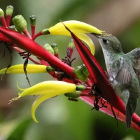 Szafirek zielonosterny - Green-and-white Hummingbird