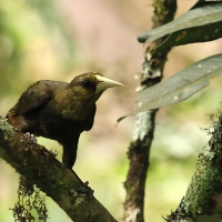 Kacykowiec śniady, Psarocolius atrovirens, Dusky-green Oropendola