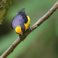 Organka złotoczelna - Orange-bellied Euphonia