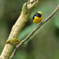 Organka złotoczelna - Orange-bellied Euphonia