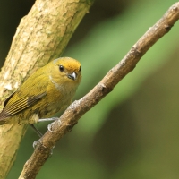 Organka złotoczelna - Orange-bellied Euphonia