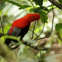Skalikurek andyjski - Andean Cock-of-the-rock