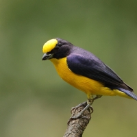 Organka grubodzioba - Thick-billed Euphonia