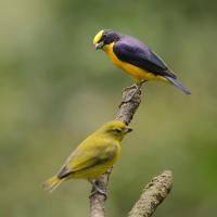 Organka grubodzioba - Thick-billed Euphonia