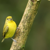 Organka grubodzioba - Thick-billed Euphonia