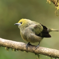 Tangarka palmowa - Palm Tanager