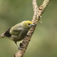 Tangarka palmowa, Thraupis palmarum, Palm Tanager