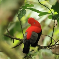 Skalikurek andyjski - Andean Cock-of-the-rock