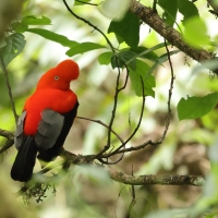 Skalikurek andyjski - Andean Cock-of-the-rock
