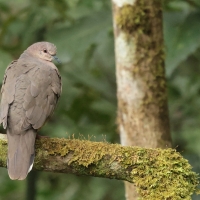 Gołębik białosterny, Leptotila verreauxi, White-tipped Dove