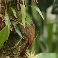 Drzewiarz górski - Montane Woodcreeper