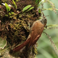 Drzewiarz górski, Lepidocolaptes lacrymiger, Montane Woodcreeper