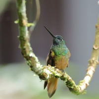 Amorek ognisty - Chestnut-breasted Coronet