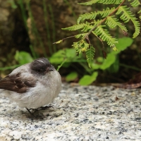 Tyranek szary - Torrent Tyrannulet