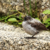 Tyranek szary - Torrent Tyrannulet