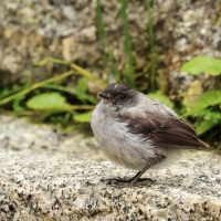 Tyranek szary - Torrent Tyrannulet
