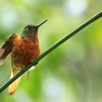 Amorek ognisty - Chestnut-breasted Coronet