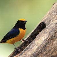 Organka złotoczelna - Orange-bellied Euphonia