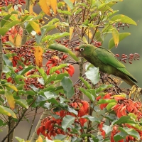 Szmaragdolotka maskowa - Mitred Parakeet