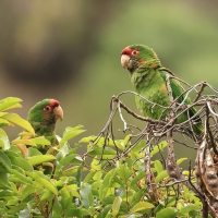 Szmaragdolotka maskowa - Mitred Parakeet