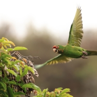 Szmaragdolotka maskowa, Psittacara mitratus, Mitred Parakeet