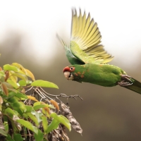 Szmaragdolotka maskowa - Mitred Parakeet