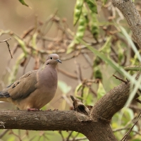 Gołębiak plamouchy - Eared Dove