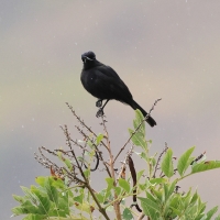 Wdowik białopręgi - White-winged Black-Tyrant
