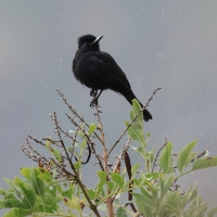 Wdowik białopręgi - White-winged Black-Tyrant