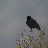 Wdowik białopręgi - White-winged Black-Tyrant