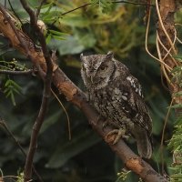 Syczoń andyjski - Koepcke's Screech Owl