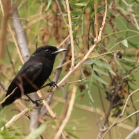 Wdowik białopręgi, Knipolegus aterrimus, White-winged Black-Tyrant