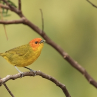Kapturzyk żółtobrzuchy - Rust-and-yellow Tanager