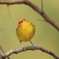 Kapturzyk żółtobrzuchy - Rust-and-yellow Tanager