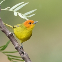 Kapturzyk żółtobrzuchy - Rust-and-yellow Tanager