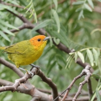 Kapturzyk żółtobrzuchy - Rust-and-yellow Tanager