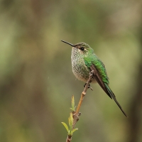 Paziak czarnosterny - Black-tailed Trainbearer
